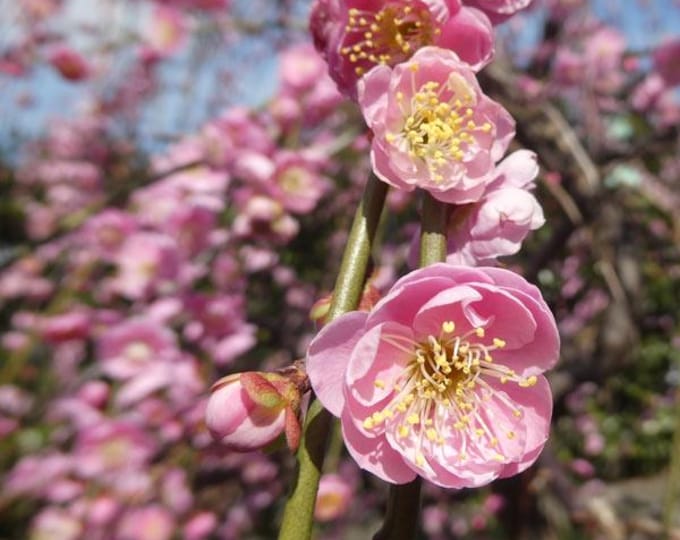 Prunus mume 'Mokel' Japanese flowering/fruiting Apricot- live plant- 3ft tall ship in 2gal bag