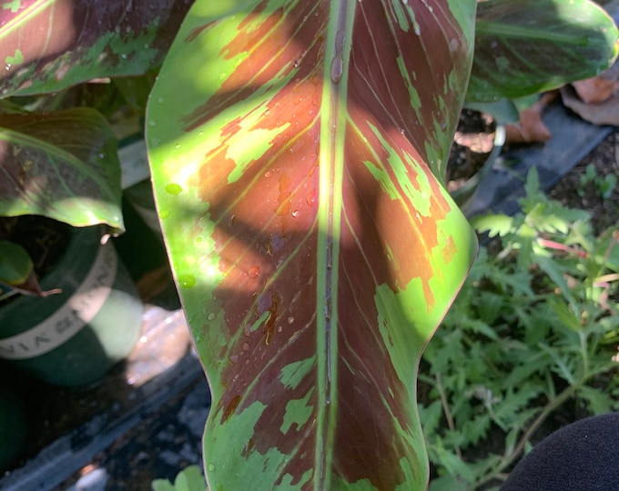 Blood Banana- Live plant 1-1.5 ft ship in 6” pot