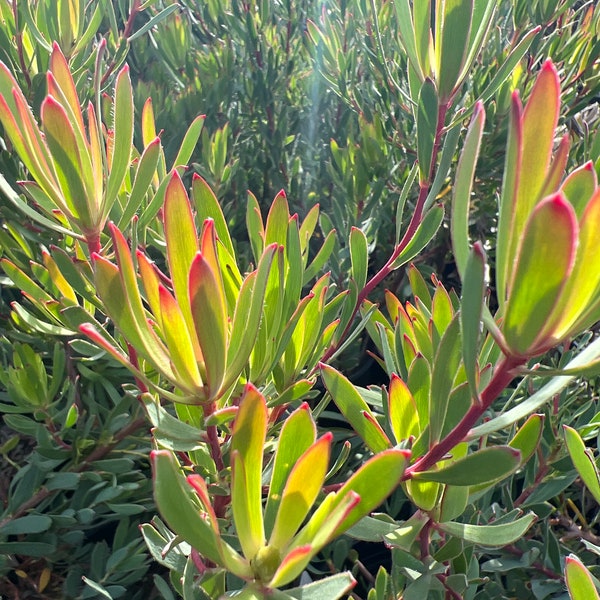 Leucadendron salignun Stawberry Blonde 1 Live Plant  Ship in 6" Pot