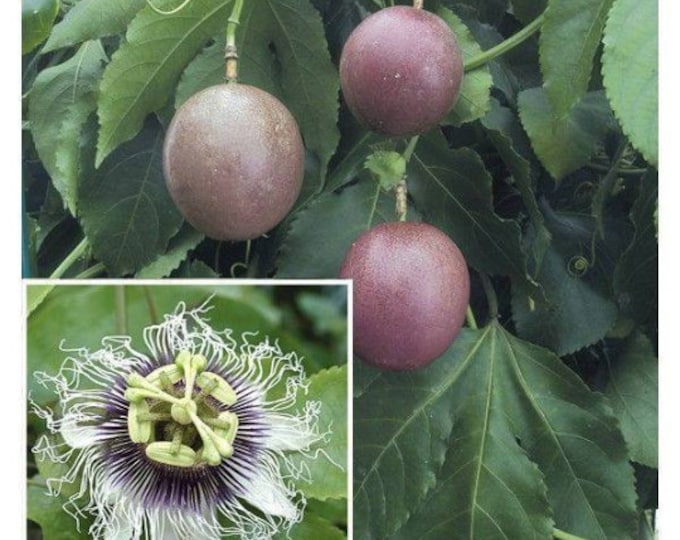 Purple Passion Fruit - 1 to 2 feet Tall - Ship in 6" Pot