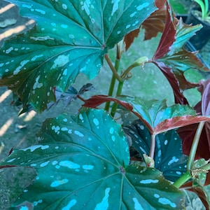 Begonia ‘Sophie Cecile’ Live Plant  Ship in 6&quot; Pot