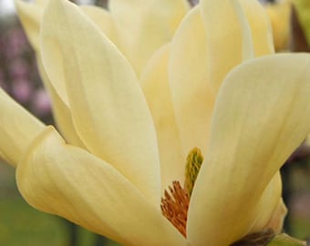 May include: Close-up of a pale yellow magnolia flower in full bloom. The petals are soft and layered, with a delicate texture. The center of the flower features a green and brown stamen. The background is blurred, suggesting a garden setting.