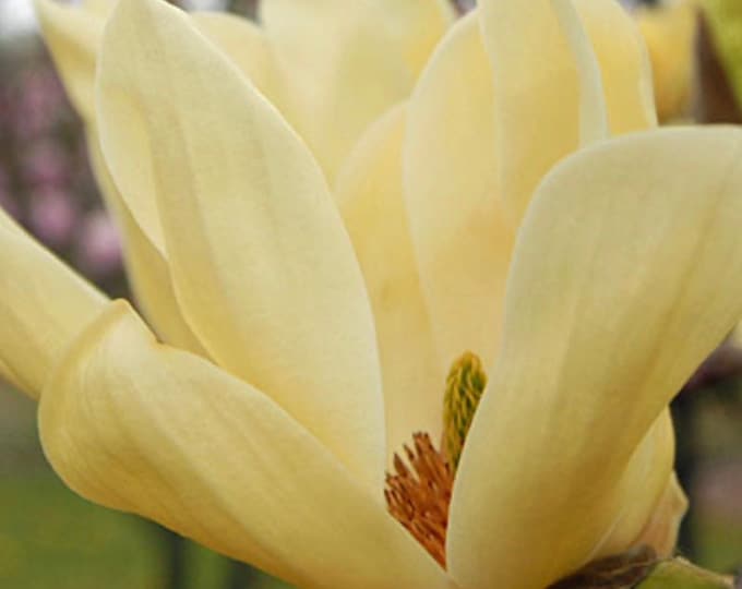 Magnolia Elizabeth- 2-3 feet 3 gal ship in 1 gal pot