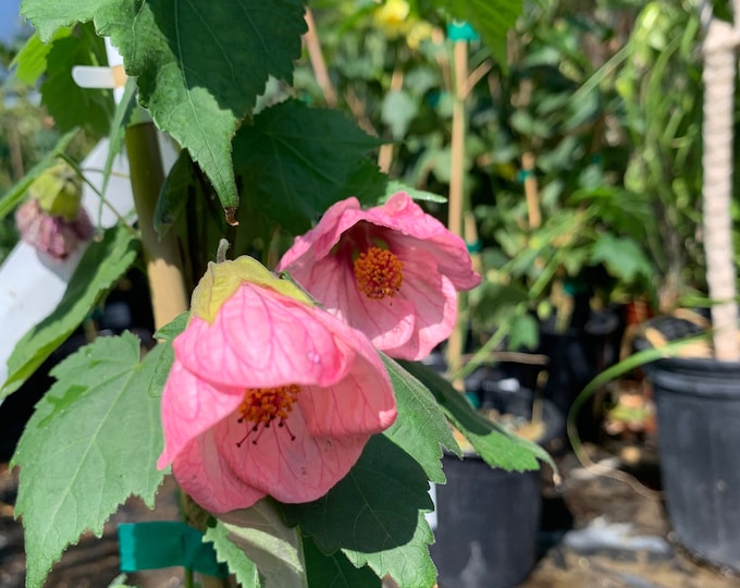 Abutilon Rosalie- live plant 2-3ft long in 6”pot