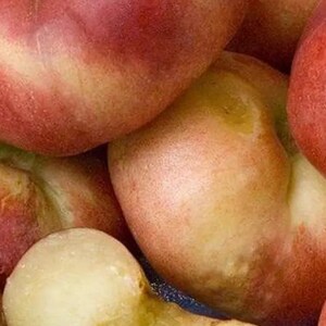 May include: Close-up of several ripe, flat peaches. The peaches have a mix of red and yellow skin with a slightly fuzzy texture. One peach is cut open, revealing the juicy, pale yellow flesh. The image is well-lit, highlighting the fruit's natural colors.