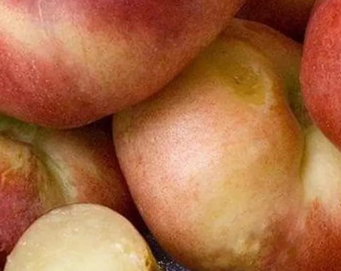 Nectarine Sauzee King White- 2-3 feet tall- - Ship in 3Gal Pot