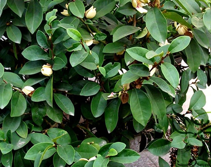 Banana Shrub (Michelia figo) - 1 Plant - 6" to 1  Feet Tall - Ship in 1 Gal