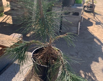 Japanese Black Pine (Pinus Thunbergii)