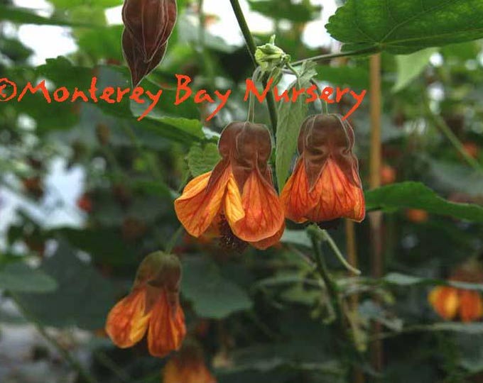 Abutilon ‘Orange Hot Lava’ 1 Live Plant 1-2ft tall 6” pot