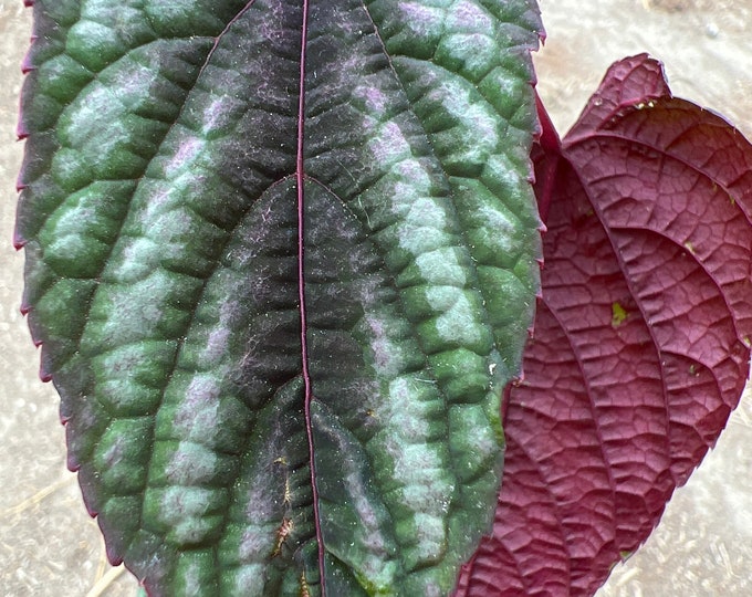 Cissus discolor - live plant 1-2 ft tall ship in 6” pot