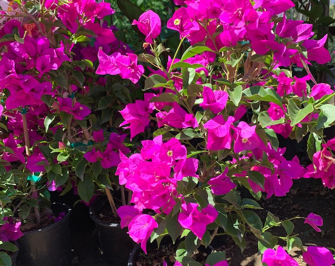 Purple Bougainvillea 1 live plant 1Feet tall in 6" pot