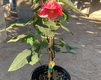 Abutilon ‘Watermelon Candy’  Ship in 6" Pot