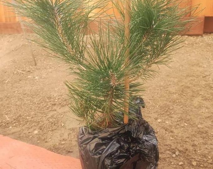Japanese Black Pine (Pinus Thunbergii) - 1 Starter - 4" to 6" Tall