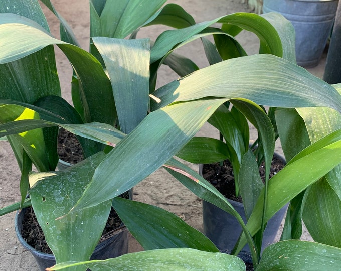 Cast Iron (Aspidistra Elatior) Live Plant  Ship in 6" Pot