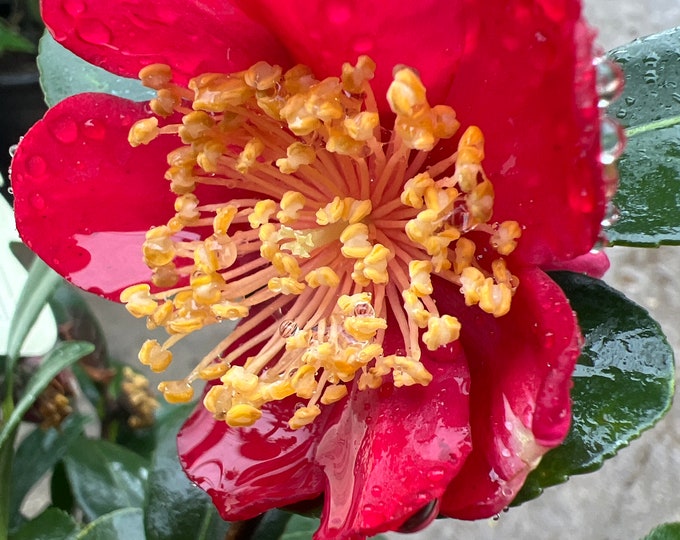 Yuletide Camelia-live plant ship in 6" pot