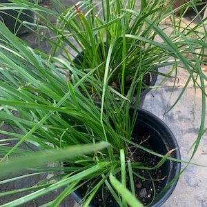 Lomandra Longifolia ‘Breeze’  Ship in 6&quot; Pot
