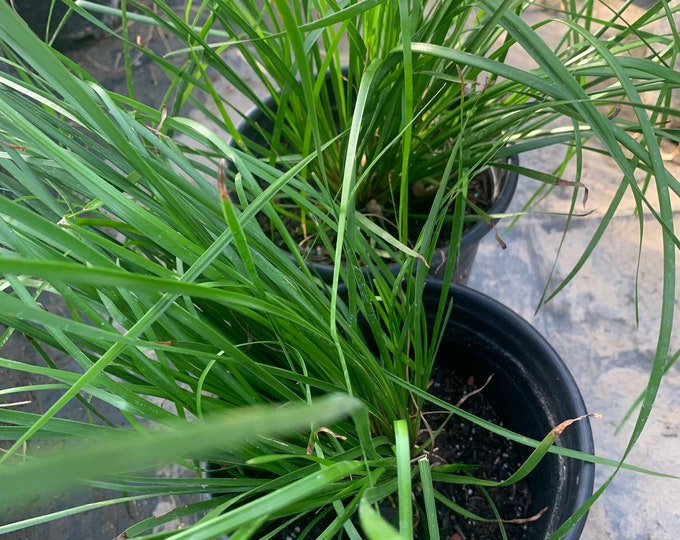 Lomandra Longifolia ‘Breeze’  Ship in 6" Pot