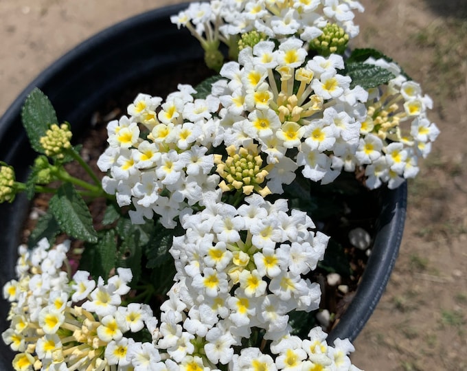 Lantana White 1 Live Plant Ship in 6" Pot