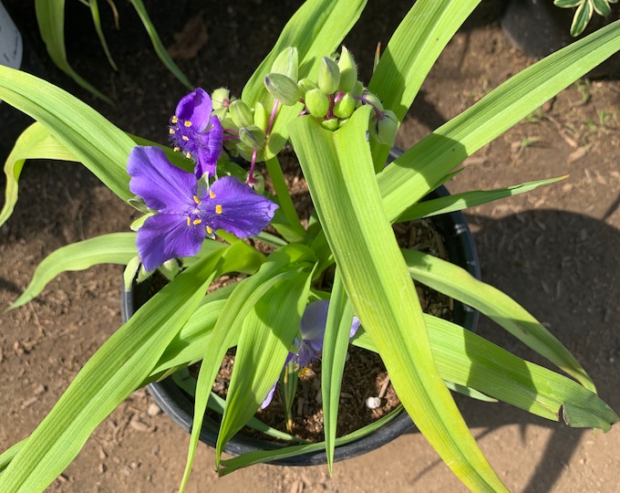 Tradescantia Sweet Kate 1 Live Plant  Ship in 6" Pot
