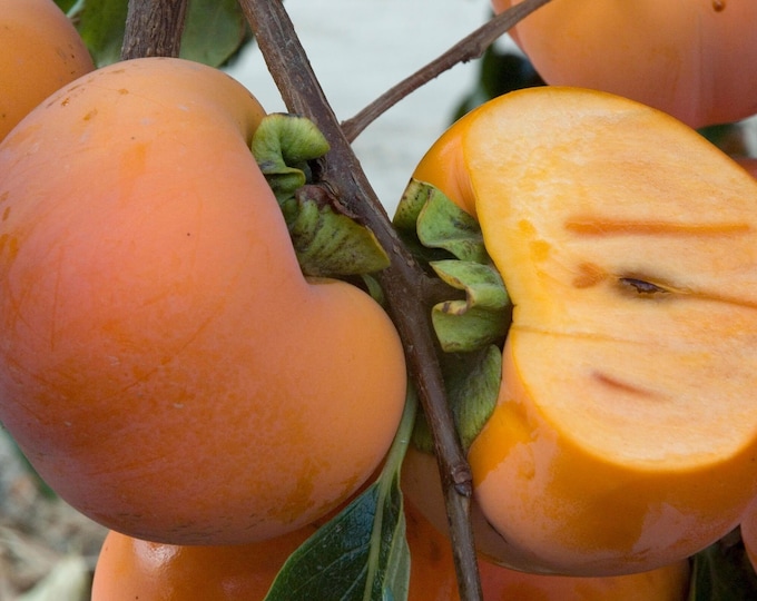 Giant Fuju Persimmon Tree- 2 Feet Tall - Grafted Tree - Ship in pot