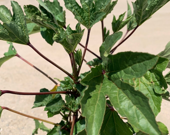 Hibiscus Jamaica- live plant 1ft tall in 6” pot
