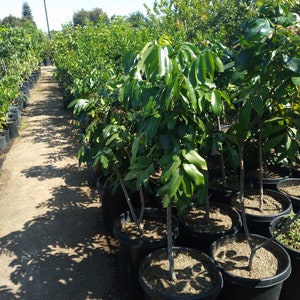 Longan air layered tree - 1 plant - bigger trunk - 3 to 4  feet tall - ship in 3gal pot