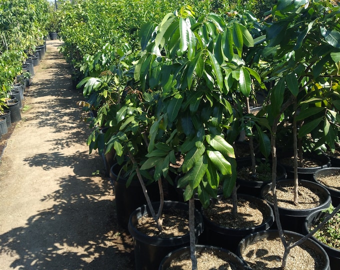 Longan air layered tree - 1 plant - bigger trunk - 3 to 4  feet tall - ship in 3gal pot