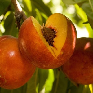 Nectarine double delight - 3  feet tall - ship in 3 gal pot