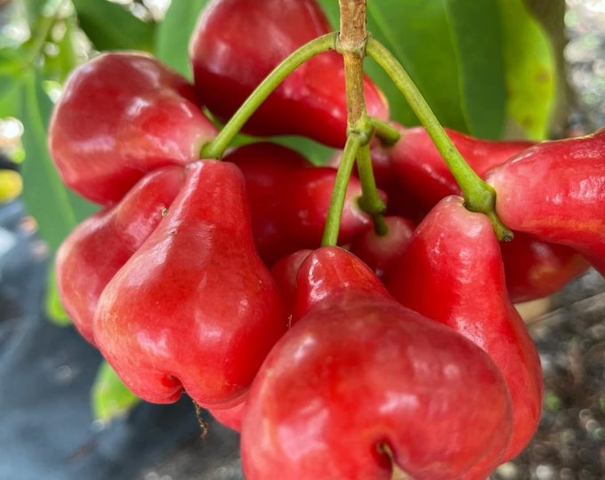 Black perl wax apple - 1 to 2  feet tall - ship in 3gal pot