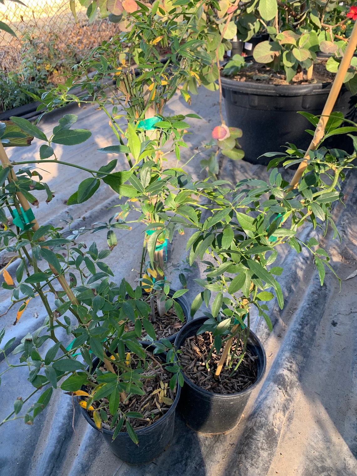 Yellow Rose Rosa Banksiae Lutea climbing rose 1 gallon pot Etsy