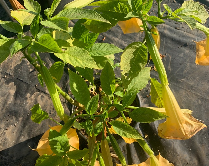 Brugmansia ‘Charles Grimaldi’  - 2 Feet - Angel Trumpet - ship in 6" Pot