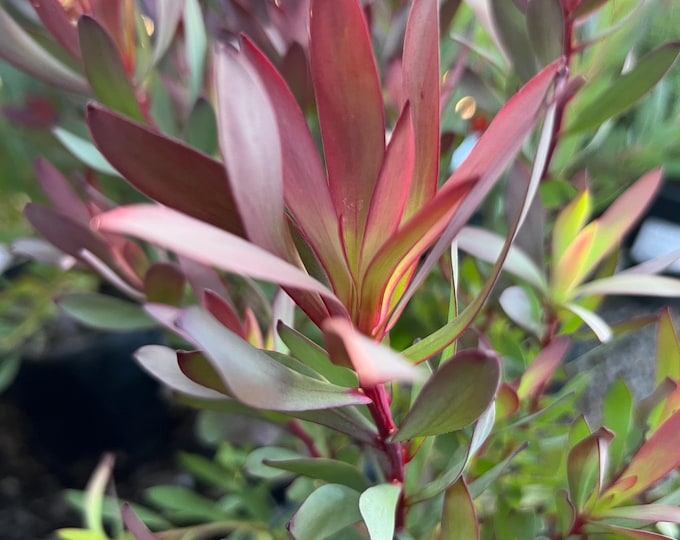 Leucadendron 'Hi Magic’- (Hawaii Magic )1ft ship in 1 gal pot