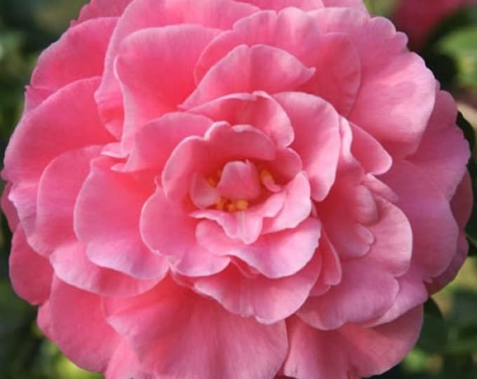 Camellia Japonica ‘Spellbound’ 1ft tall 6” pot