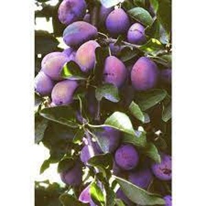 May include: A close-up of a plum tree branch laden with ripe, purple plums. The plums are oval-shaped with a dusty bloom, surrounded by green leaves. The image is well-lit, showcasing the natural colors and textures of the fruit and foliage.