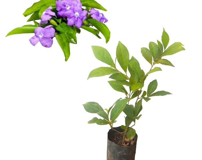 Brunfelsia floribunda- 1 Plants -  8" to 1 feet Tall - ship in 6" pot