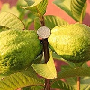 Vietnamese giant white flesh guava  -  oi xa li - 1 to 2  feet tall - ship in 3 gal pot