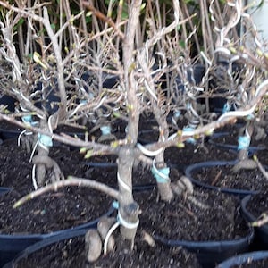 Bonsai-Mai Vàng Việt Nam - Ship in 6&quot; pot