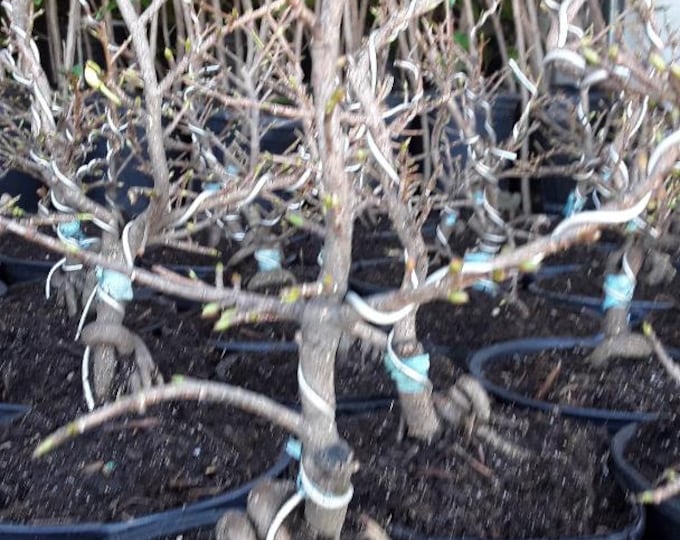 Bonsai-Mai Vàng Việt Nam - Ship in 6" pot