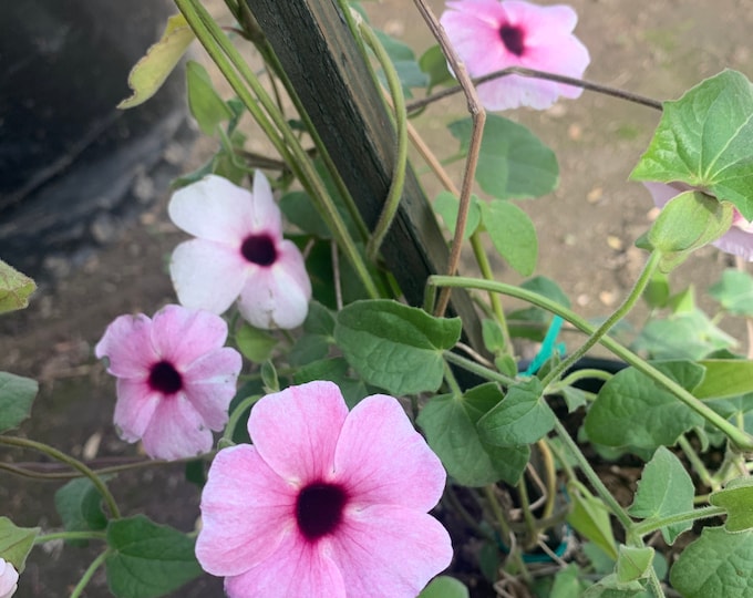 Pink Thunbergia Alata Vine  Ship in 6" Pot