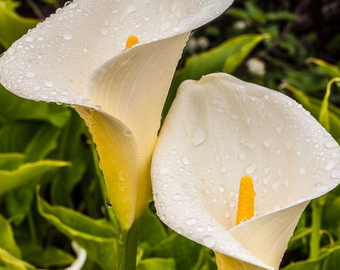 Giant White (Zantedeschia Aethiopica) 1 feet tall 1 gallon pot