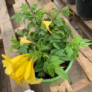 May include: A potted yellow trumpet vine plant with green leaves. The plant is in a green pot and is sitting on a wooden pallet.
