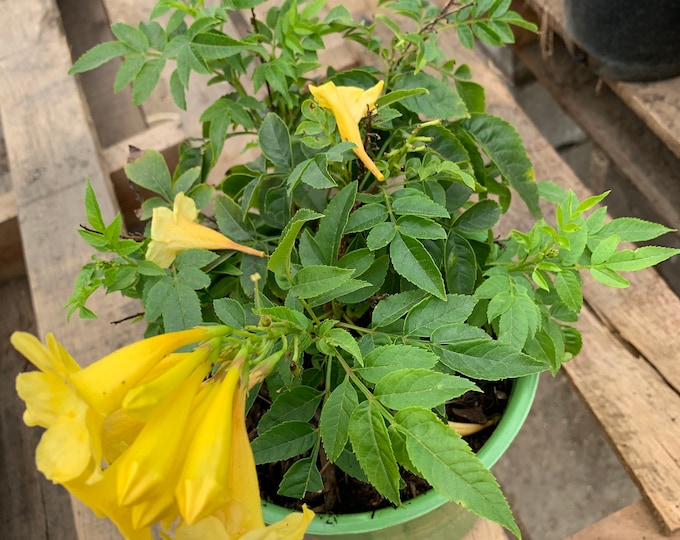 Yellow Tacoma Sun Trumpet Live Plant  Ship in 6" Pot