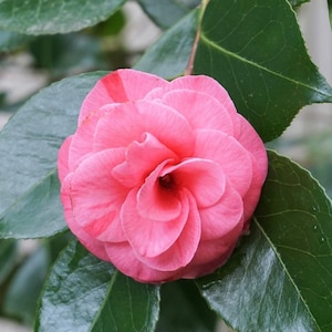 Camellia Japonica ‘In The Pink’ 1ft tall, 6” Pot