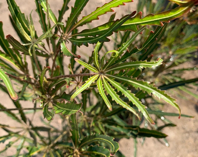 Aralia elegantissima ‘False Aralia’