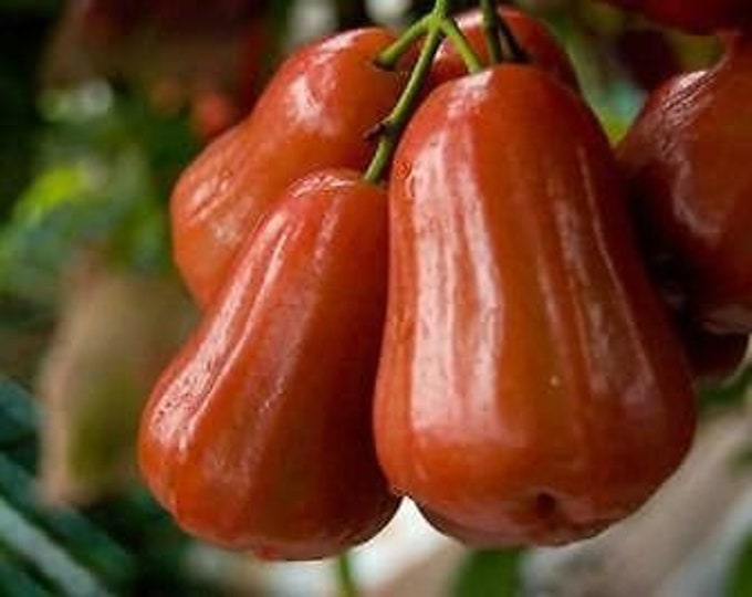 Black Gold wax apple -  2  feet tall- Ship in 3GAL Pot