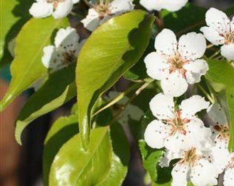 Pyrus Kawakamii- 2 to 3 Feet Tall -  - Ship in 3gal pot