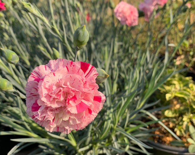 Dianthus ‘Devon Cottage Pinball Wizard’ Live Plant 6” Pot