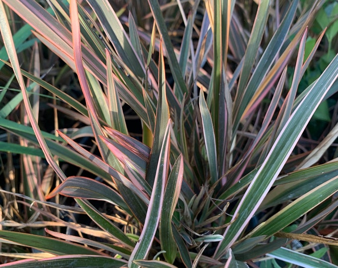 Phormium ‘Rainbow Queen’ 1 feet tall-ship in  Ship in 6" Pot