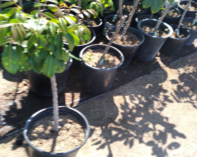 Longan air layered tree - 1 plant -  2  feet tall - bigger trunk - ship in 3 gal pot