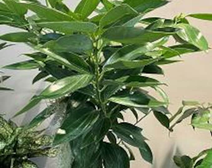 Cinnamon - 6"  to 1 feet tall - ship in 6" pot